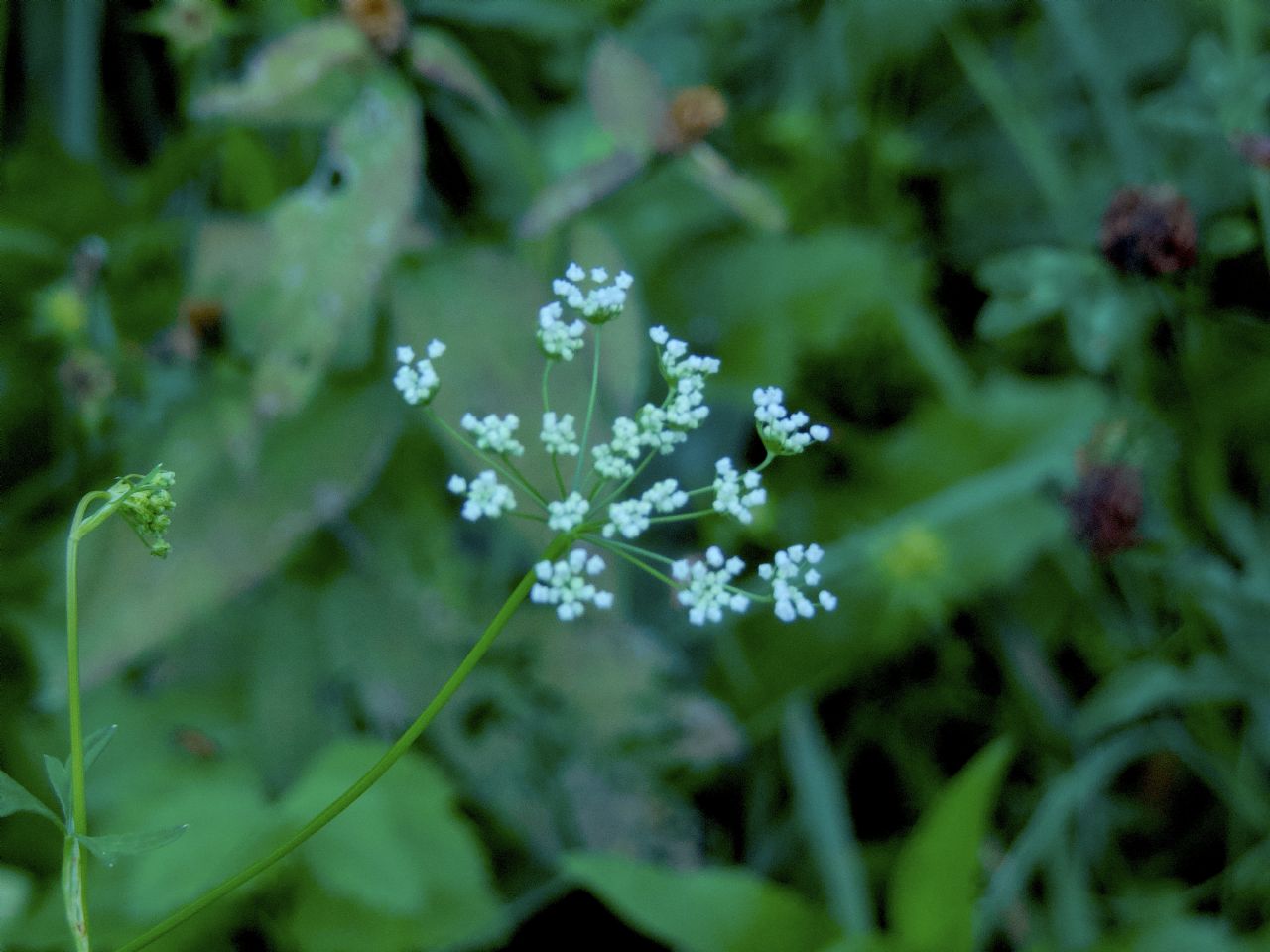 Apiacea da determinare